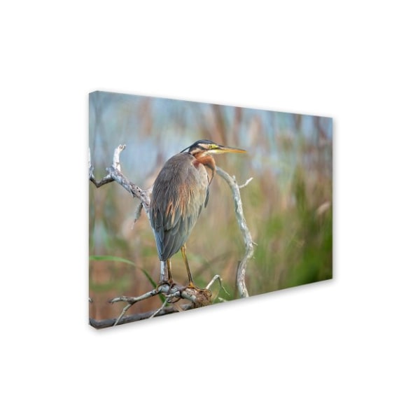 Milan Zygmunt 'Purple Heron' Canvas Art,18x24